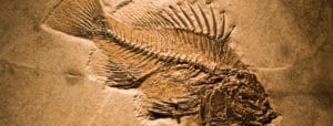 Fish fossil image for Anthropology, Archaeology, Hertiage