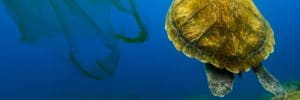 Underwater turtle floating among plastic bags