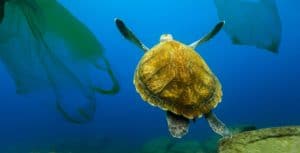 Underwater turtle floating among plastic bags