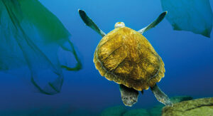 Sustainable Development Goals Online image of turtle swimming in sea